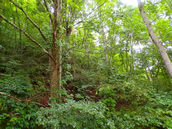 Tbd Tiger Creek Rd, Roan Mountain, TN 37687