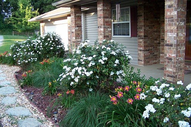 Bushes/flowers in full bloom