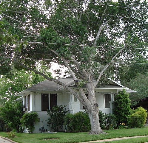 1st image of 215 Darst St
