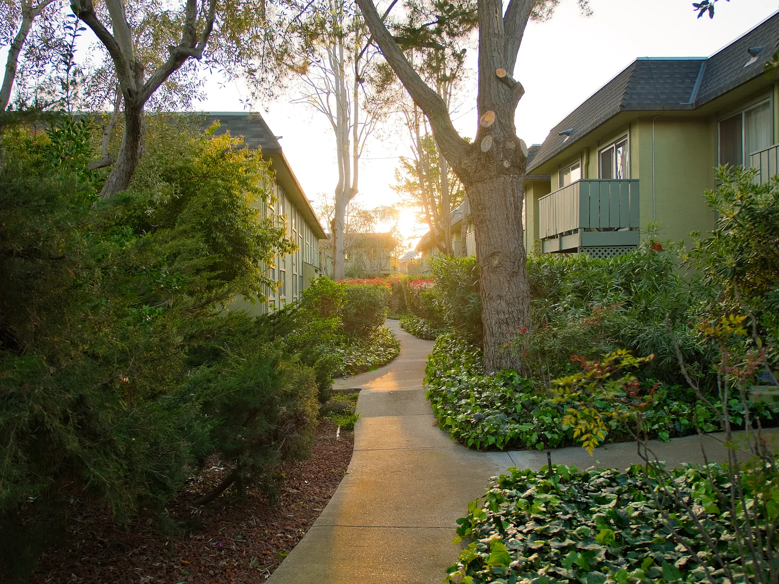 Olive Tree Apartments — Photo 4