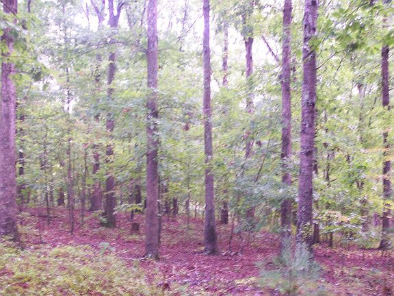 View from rear of house 