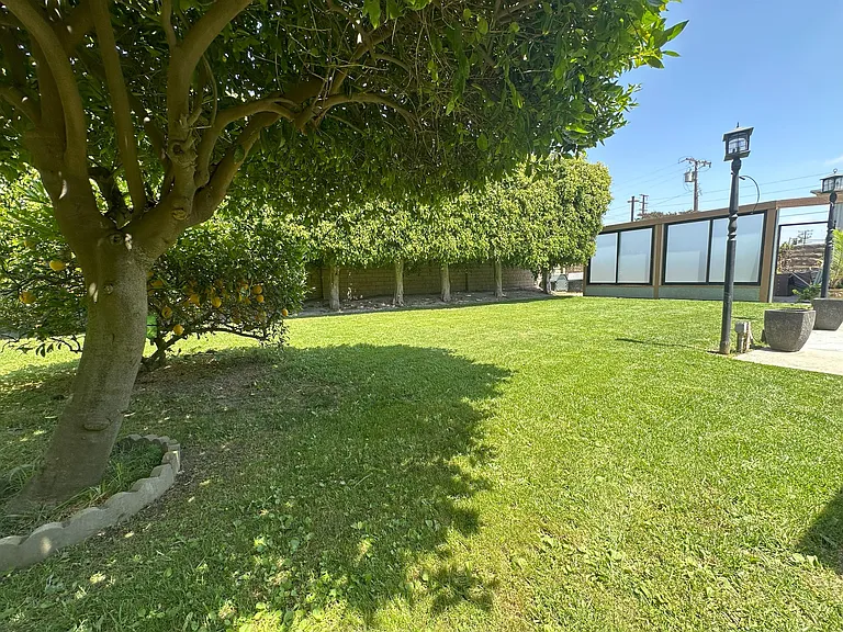 Backyard, mature fruit trees