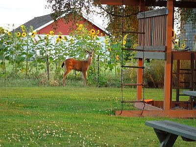 garden visitor