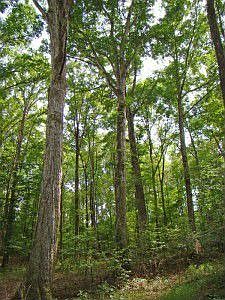 Tucked into mature woods.