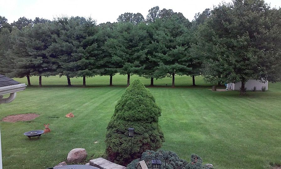 Summer backyard