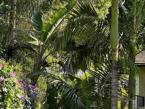 Tropical Yard