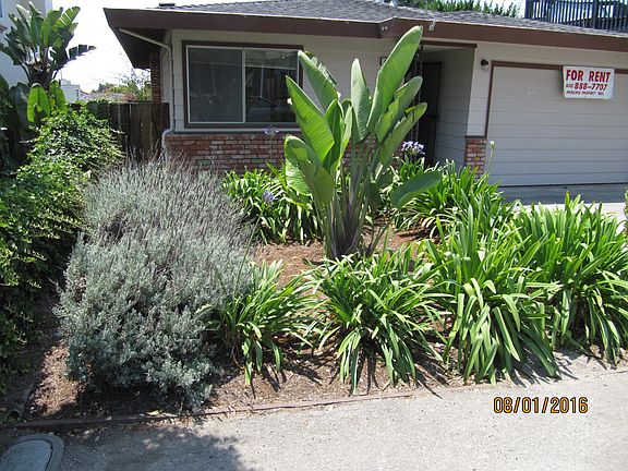 Front yard