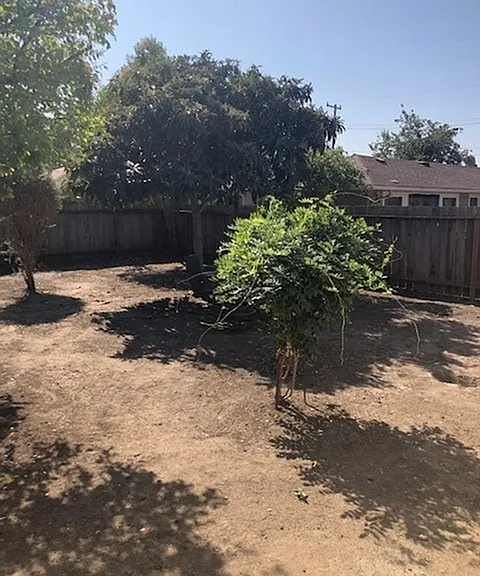 backyard 2