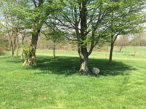 Beautiful oak shade tree