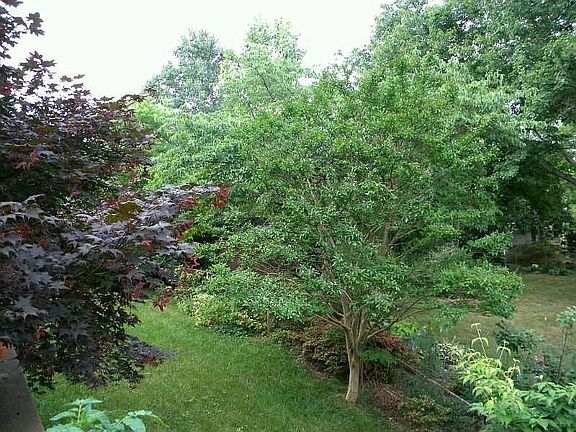 lots of great trees