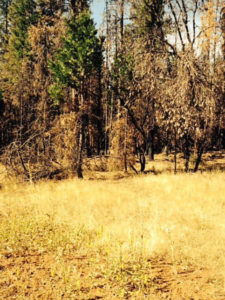 1st image of Ponderosa