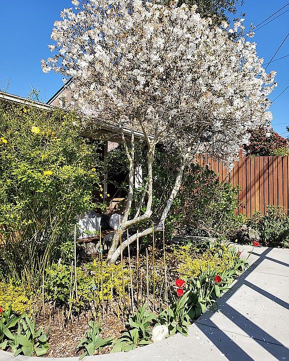 Front Yard 04.2020