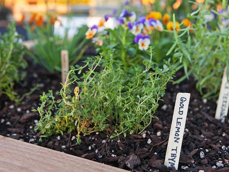 Rooftop Garden