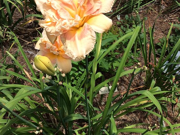 Tuscaloosa Daylily