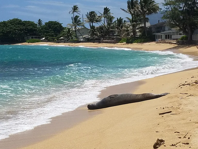 53-845 Kamehameha Hwy — Photo 19