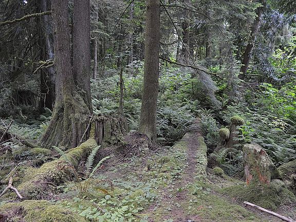 Private On Site Forest Walk