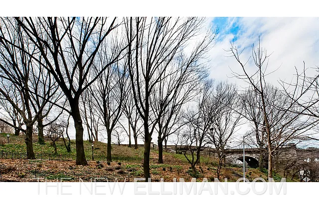 Sold by Douglas Elliman | media 23