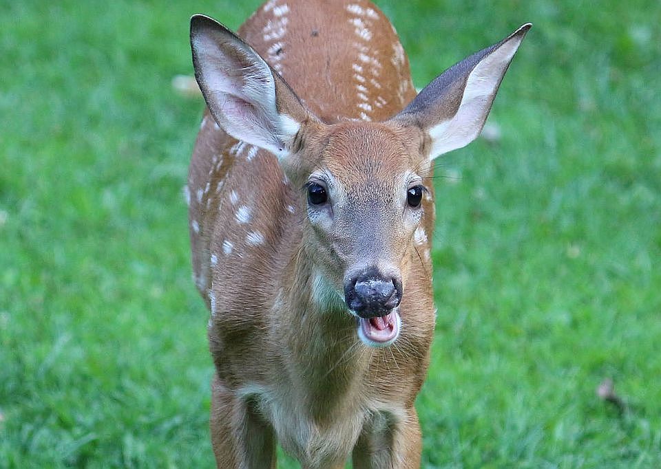 Lots of wildlife to injoy!!!