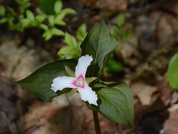 Painted Trilliums  on land.