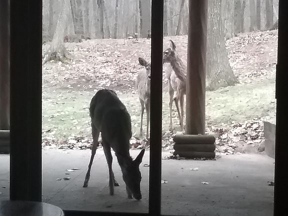View from the lower level