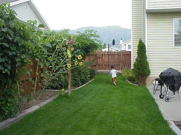 Back yard