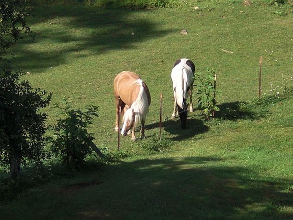 Horses Next Door