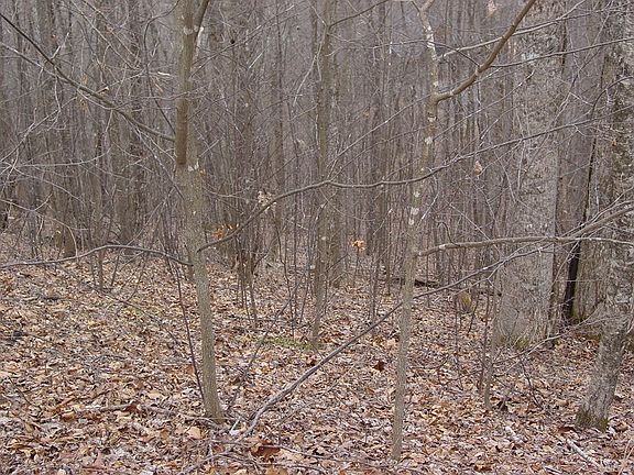 2nd image of 17 Roaring Rdg