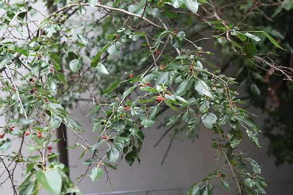 Rented by Gazal International Brokerage Group | media 43