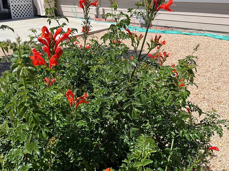 Cape Honeysuckle