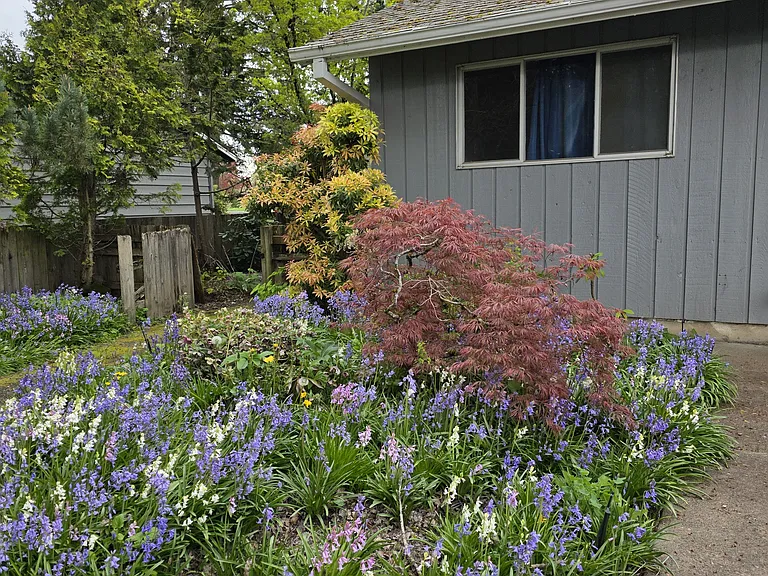 back yard