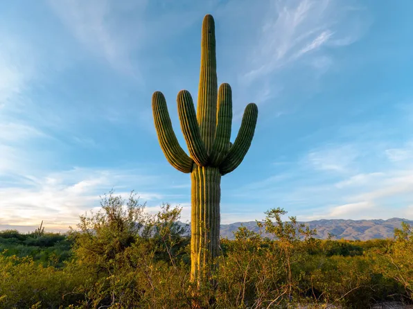 12075 E Speedway Blvd #Na, Tucson, AZ 85748