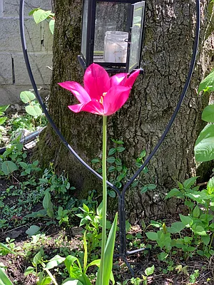 Rented by Owner | media 30