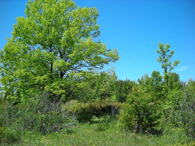 1st image of LOT 43 Bella Vista Ln