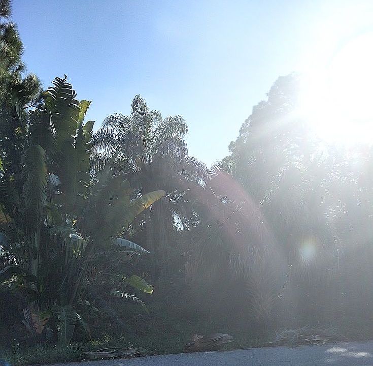 Several nice palm trees, onepine