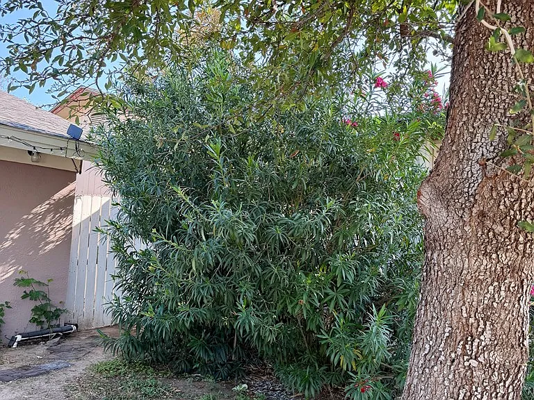 2341 Edna Dr — Photo 12