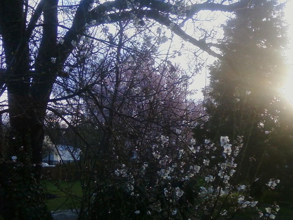 the prune tree in spring