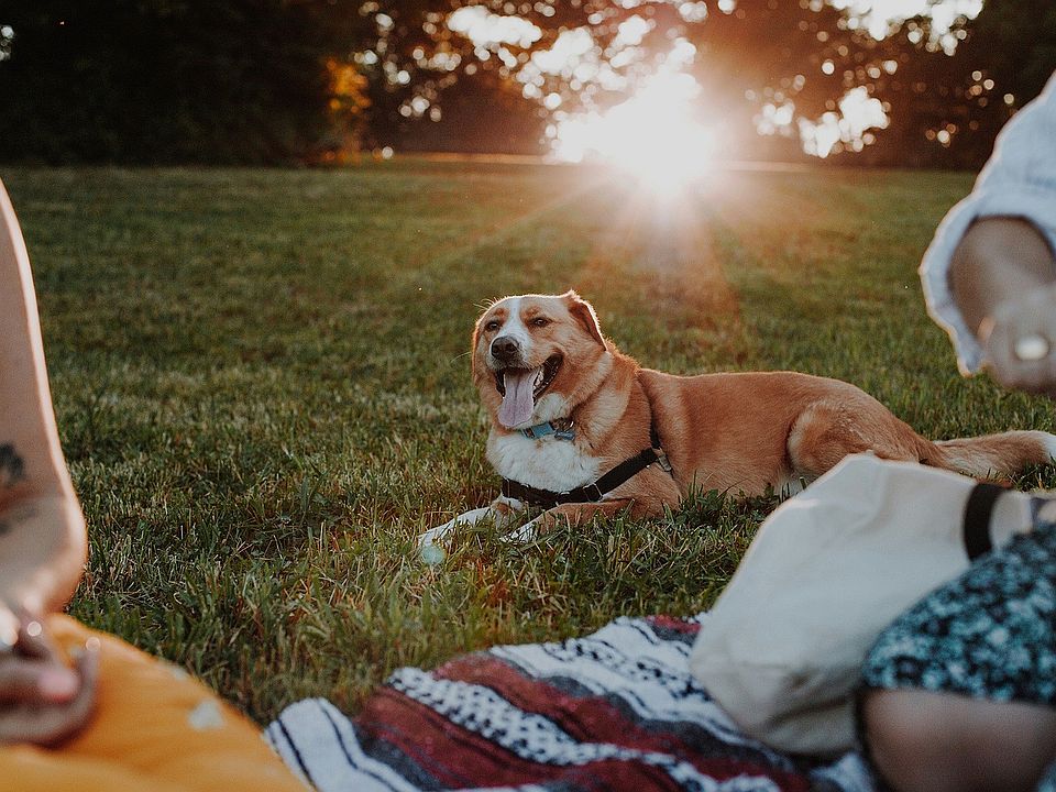 Pet-friendly community spaces where your four-legged friends can relax at Aster Apartments in Dublin, CA.