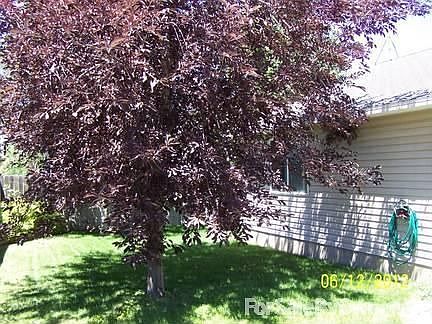 landscape with flowers and trees
						:
						colorful backyard with patio