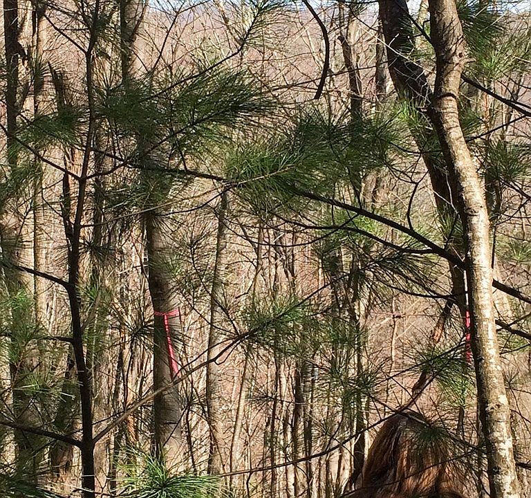 2nd image of Blue Ridge Pkwy