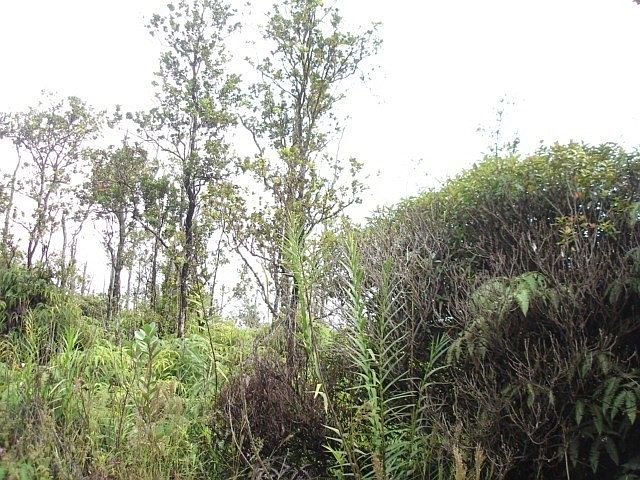 2nd image of Ohialani St Lot 41