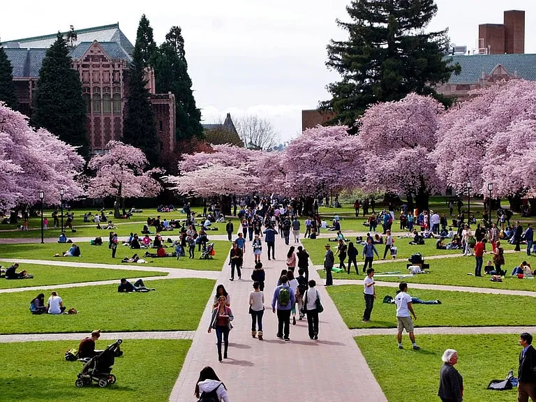 Cherry blossoms at University of Washington