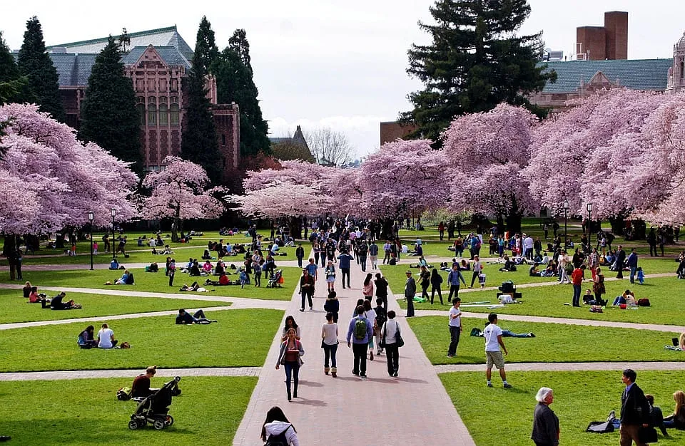 Cherry blossoms at University of Washington