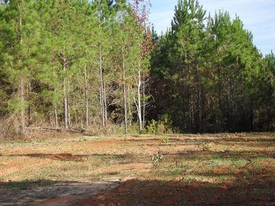 Highway 21, Pine Apple, AL, 36768