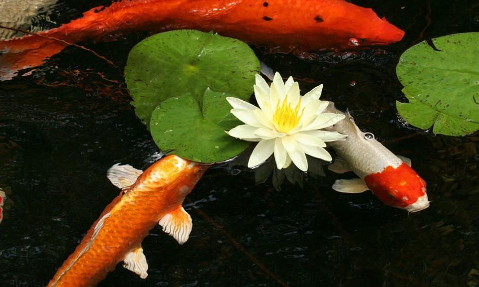 Koi from the pond