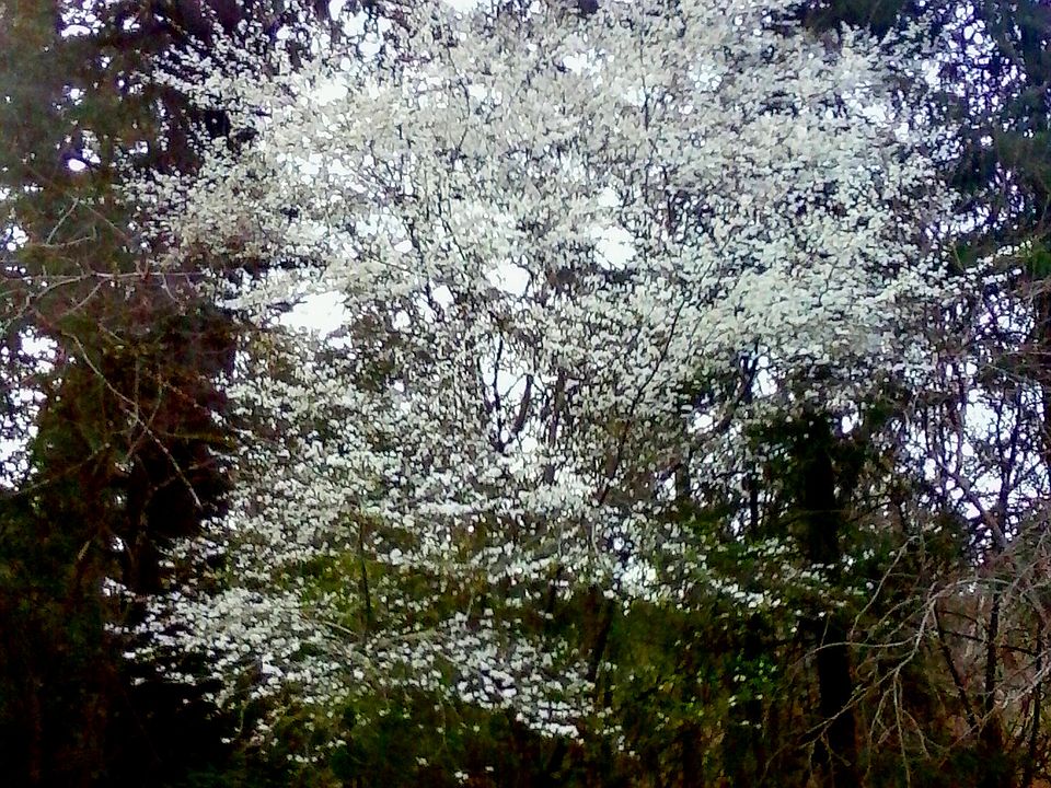Plum & Old Growth