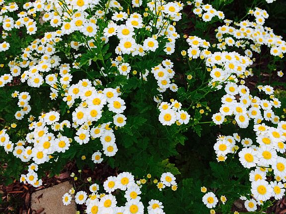 Feverfew