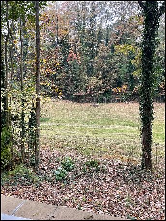 Beautiful backyard