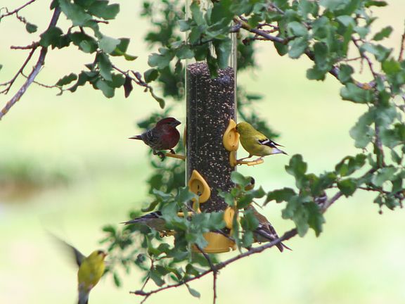 American Golden Finches.