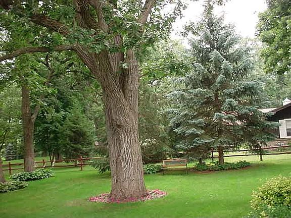 Ancient oaks in yard