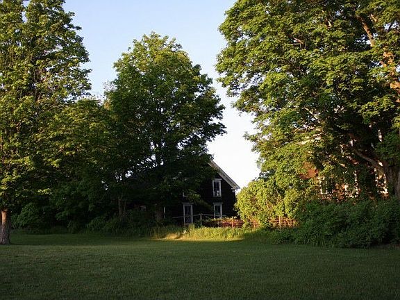 Backyard in Summer